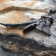 Illustration for article titled Danish Archaeologists Find Four Human Pelvic Bones Attached To A Stick